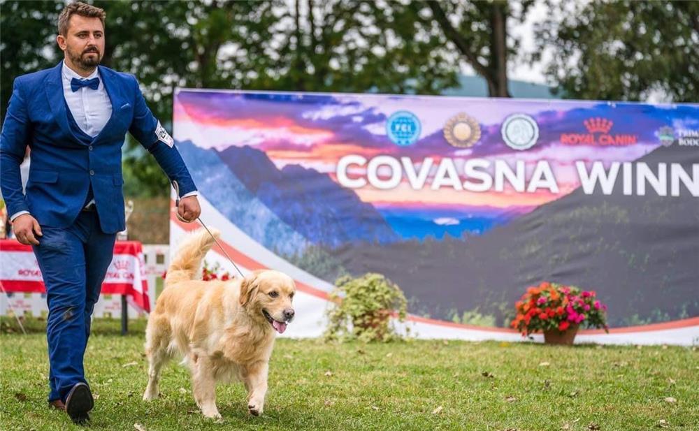 Mascul superb de Golden Retriever pentru monta.