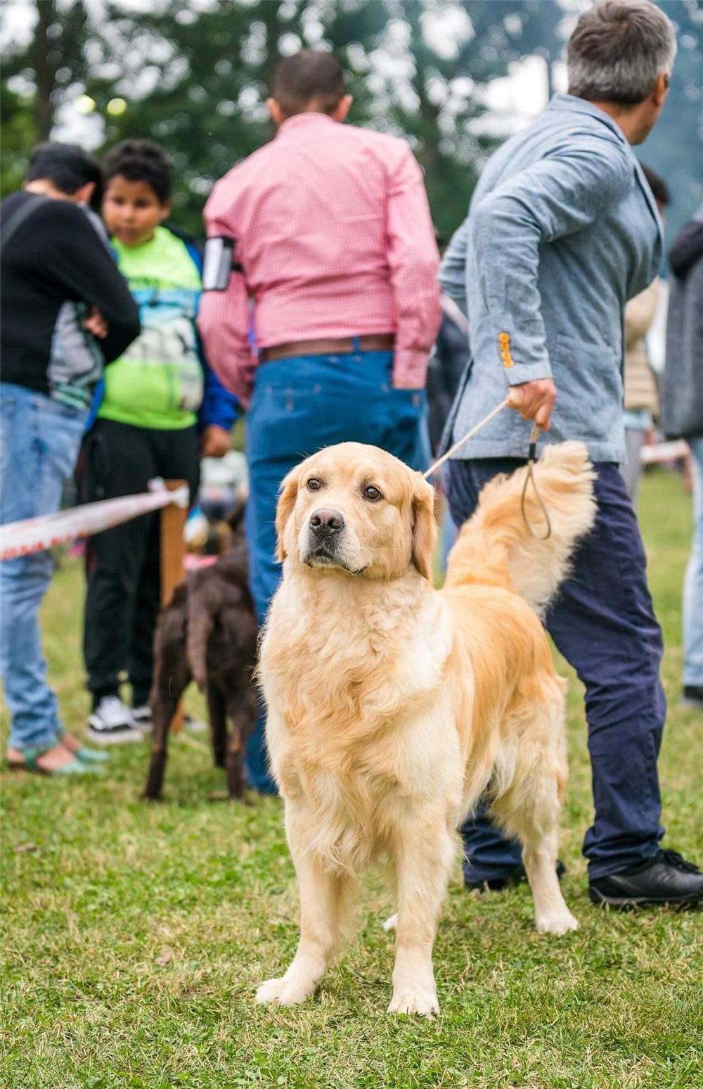 Mascul superb de Golden Retriever pentru monta.