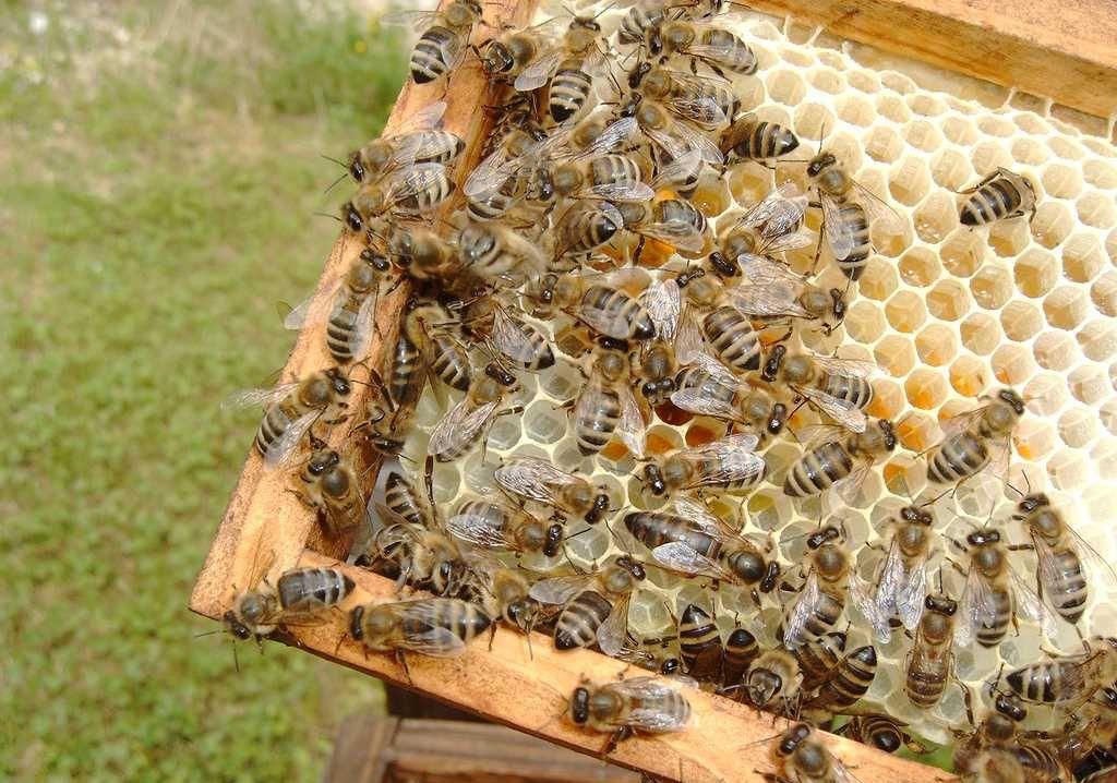 Matci imperecheate Caucaziene, Carnica si Carpatine