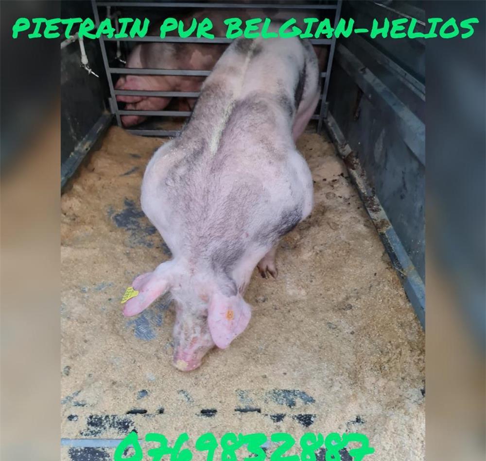 Material seminal pietrain belgian pur