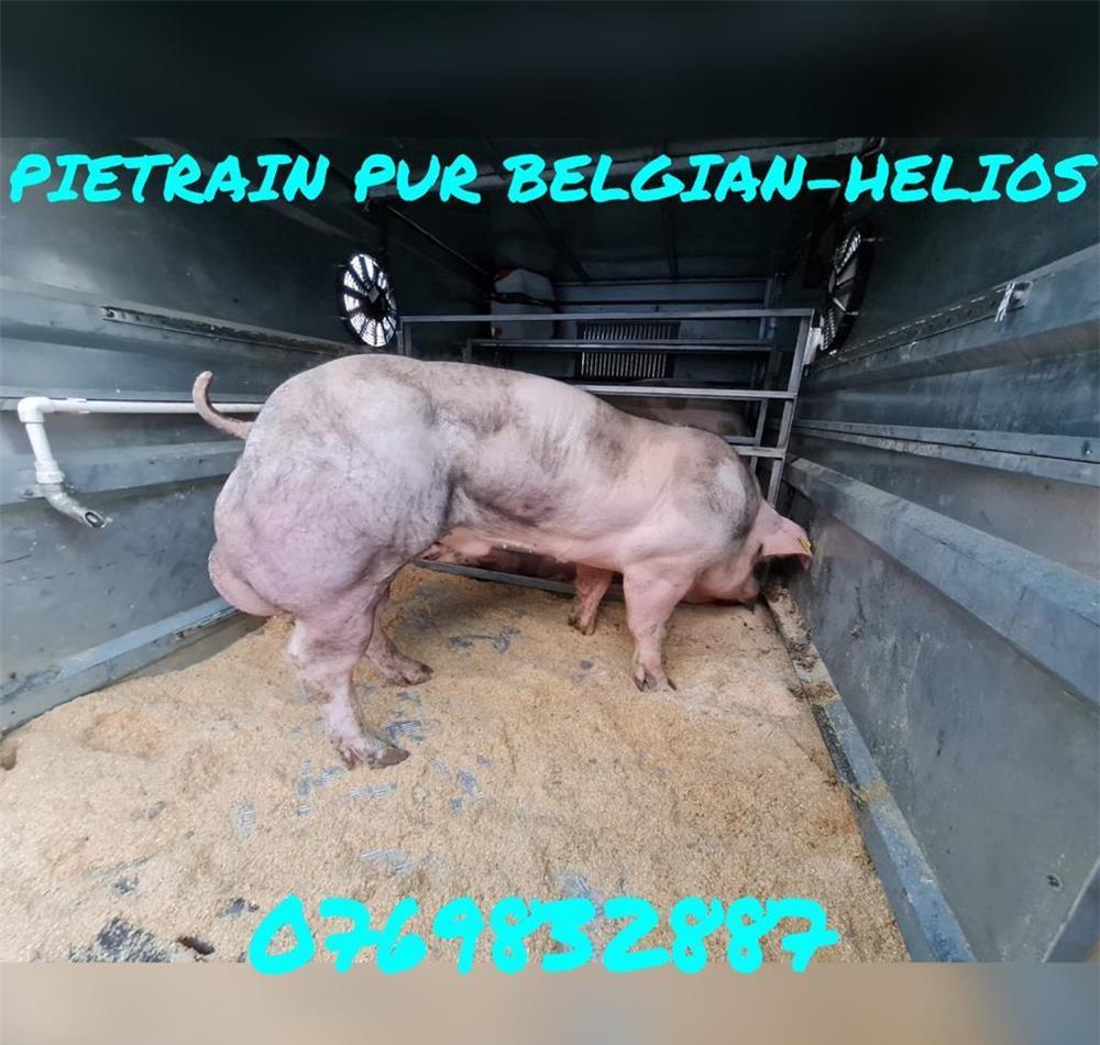 Material seminal pietrain belgian pur