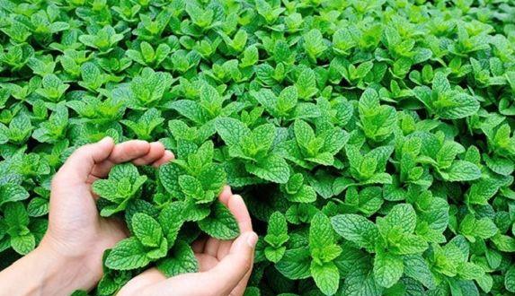Mentă Ciocolată -Mentha piperita Chocolate-menta olandeza-10+5 gratis