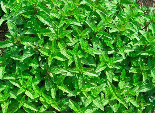 Mentă Ciocolată -Mentha piperita Chocolate-menta olandeza-10+5 gratis