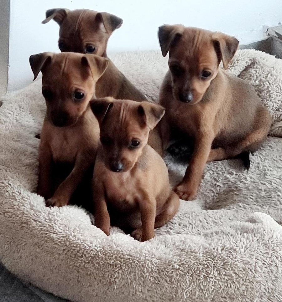 MINI PINSCHER TOY