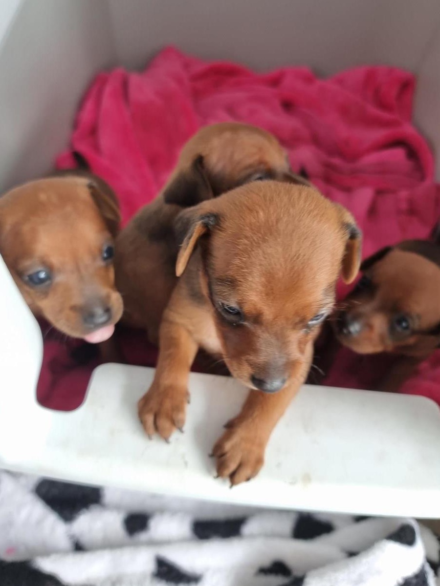 MINI PINSCHER TOY