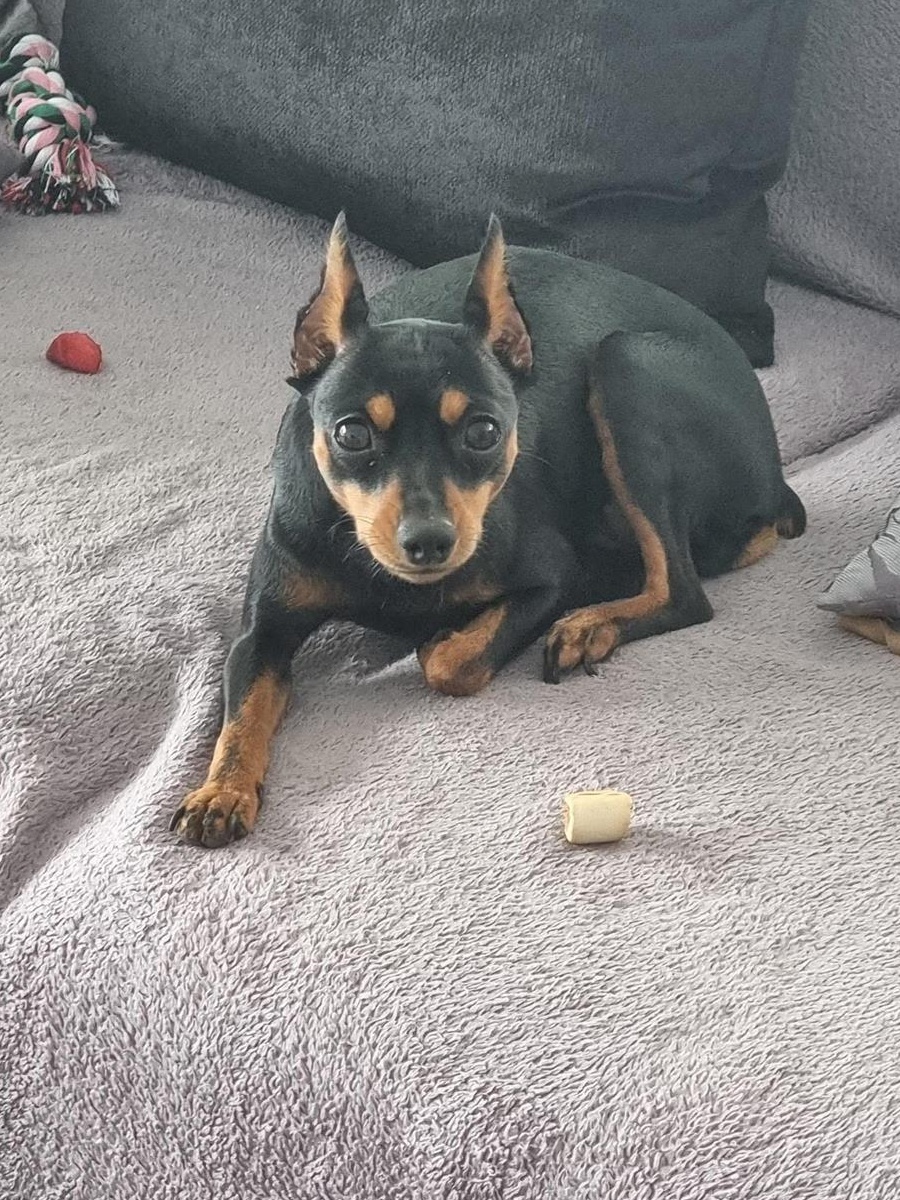 MINI PINSCHER TOY