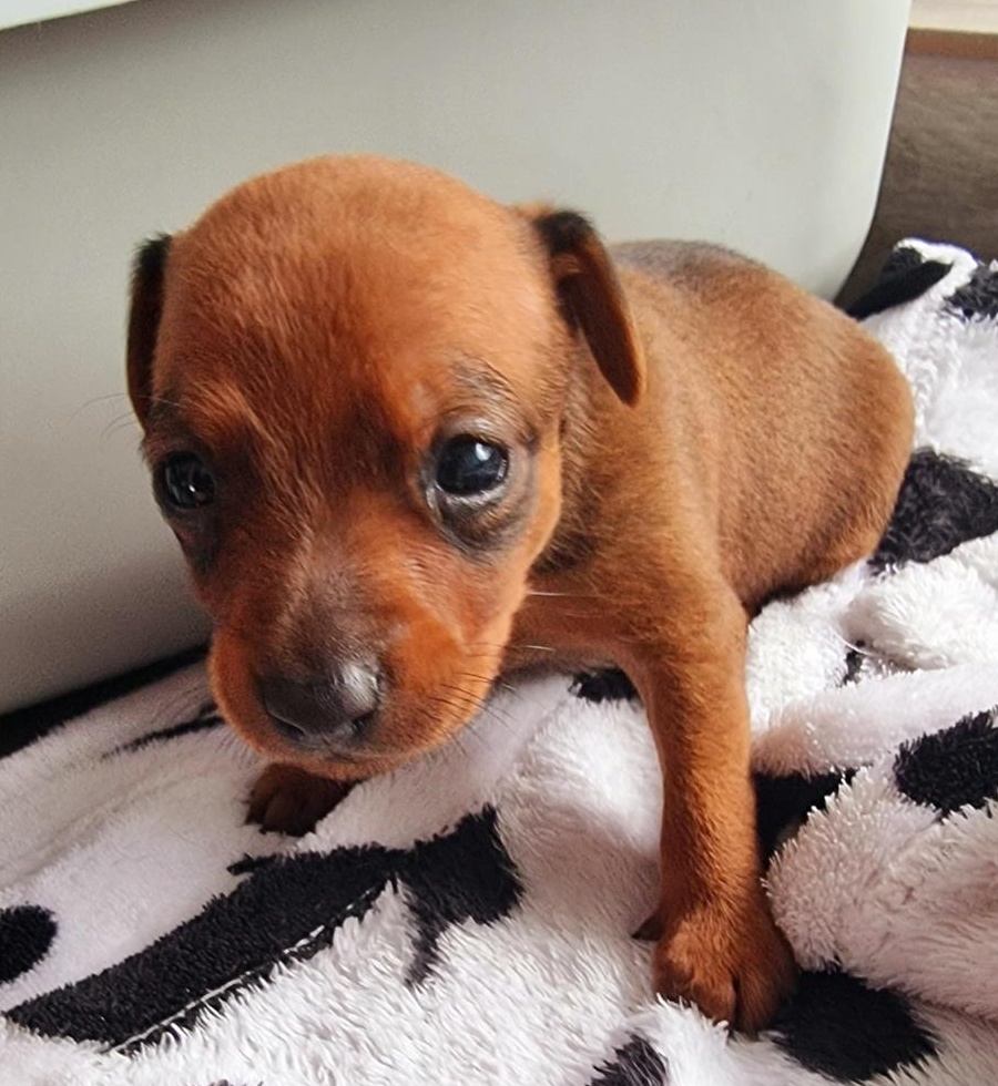 MINI PINSCHER TOY