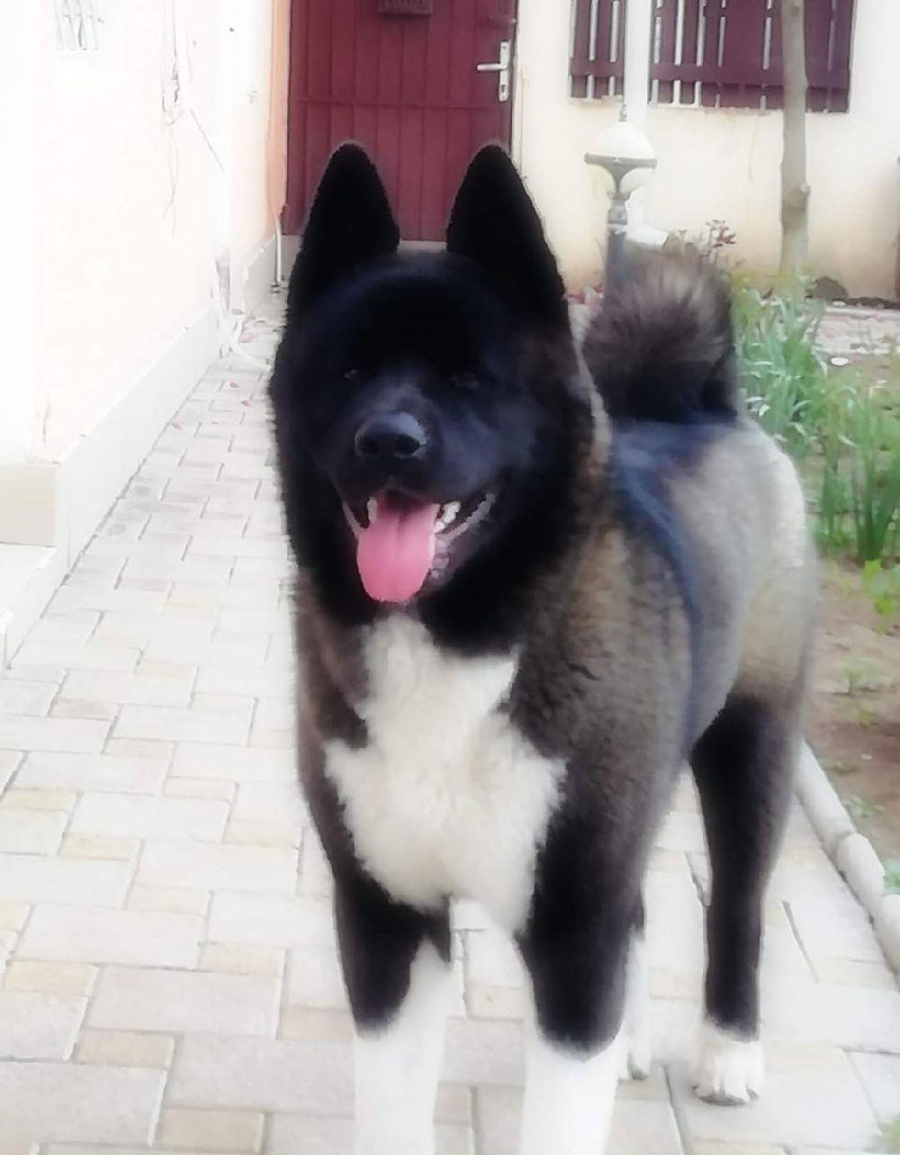 monta Akita american