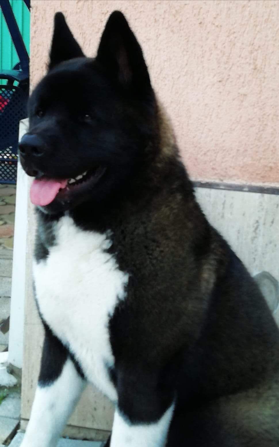 monta Akita american