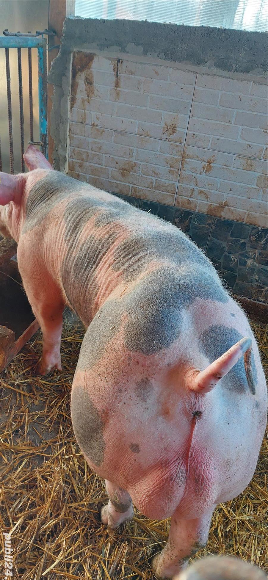 Monta artificială porci Material Seminal
