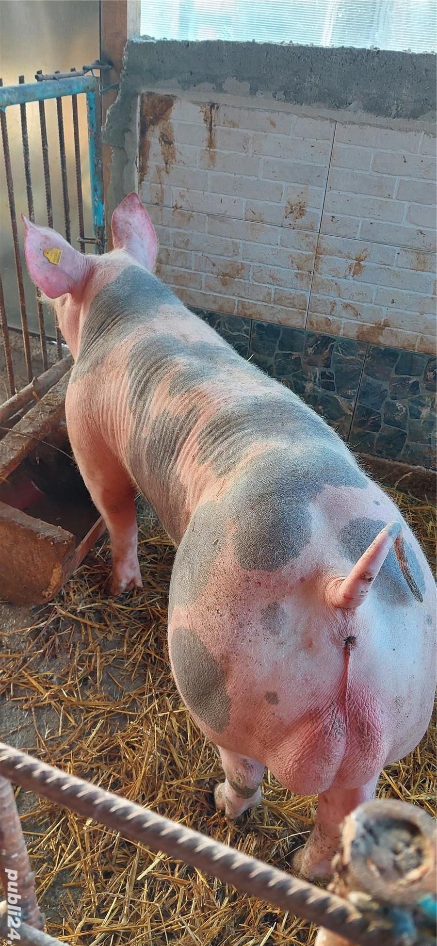Monta artificială porci Material Seminal