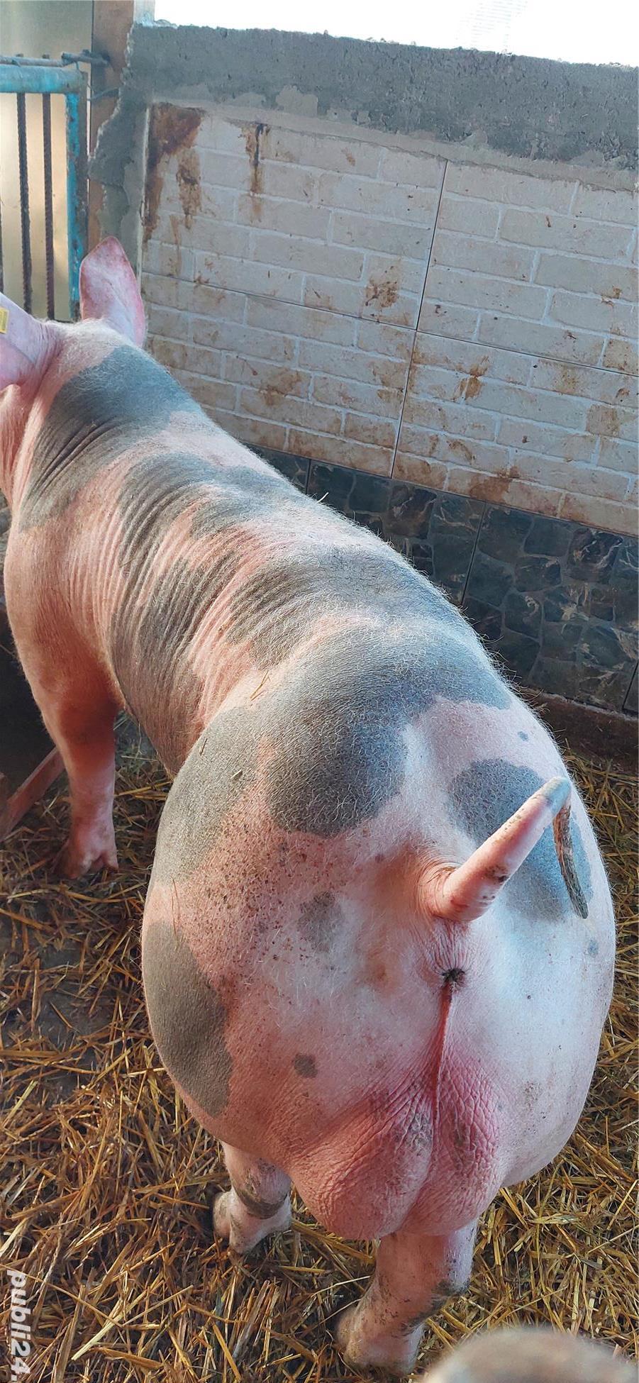 Monta artificială porci Material Seminal
