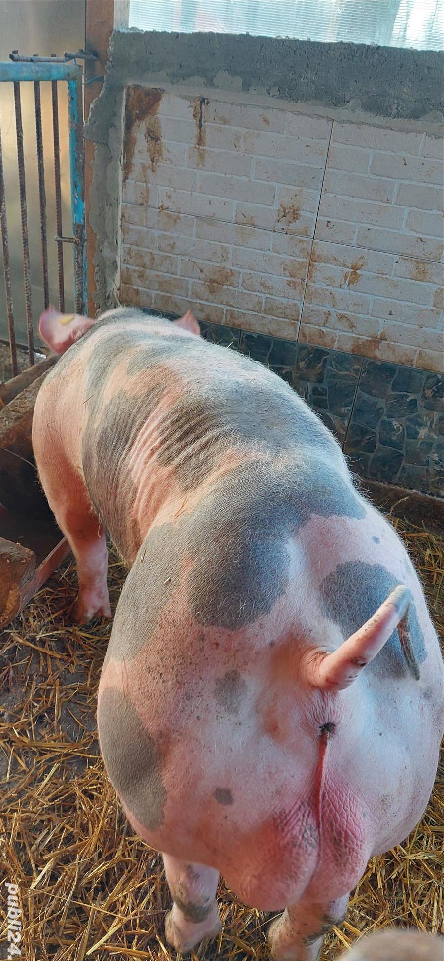 Monta artificială porci Material Seminal