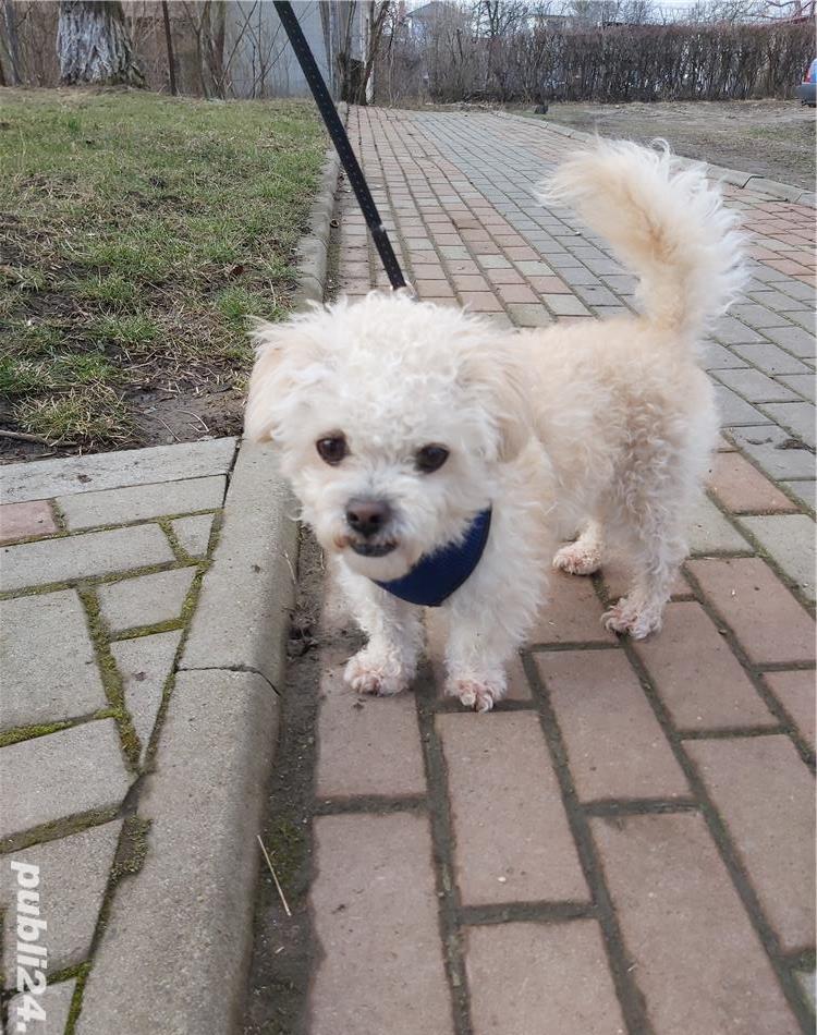 Monta bichon