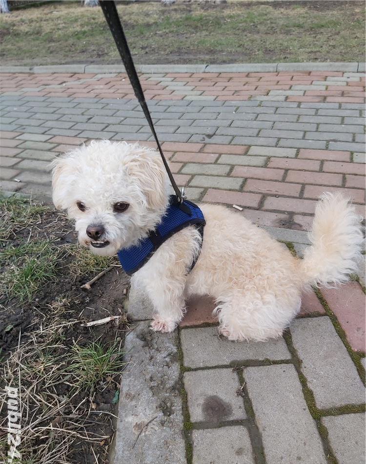 Monta bichon