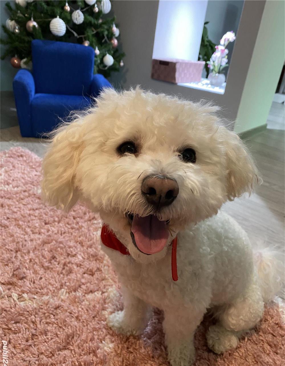 Monta Bichon Maltez mascul