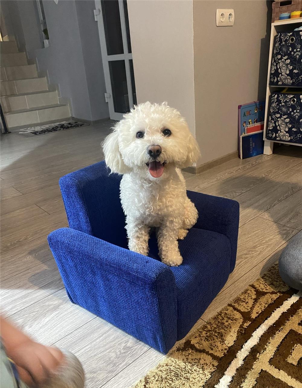 Monta Bichon Maltez mascul