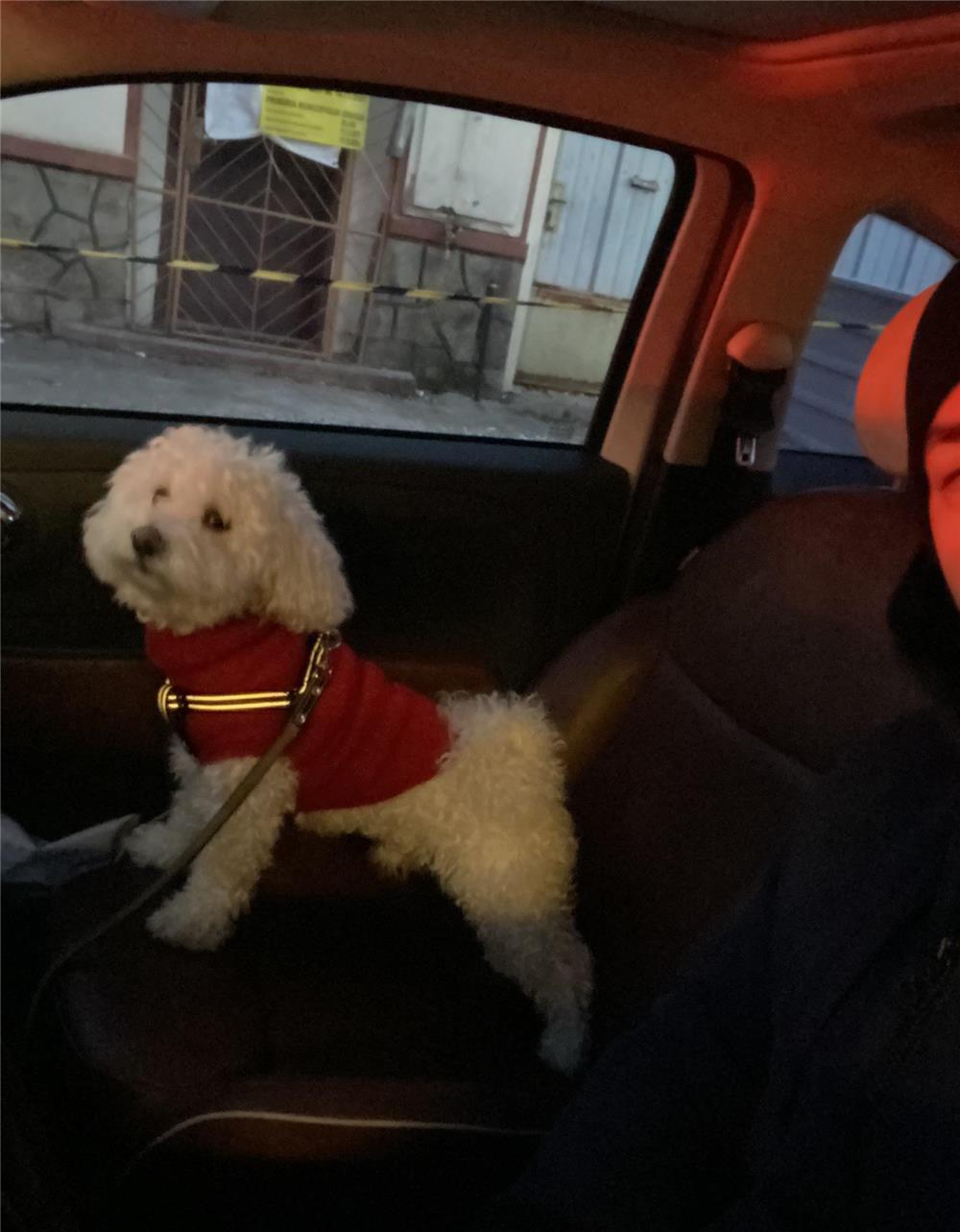 Monta Bichon Maltez mascul