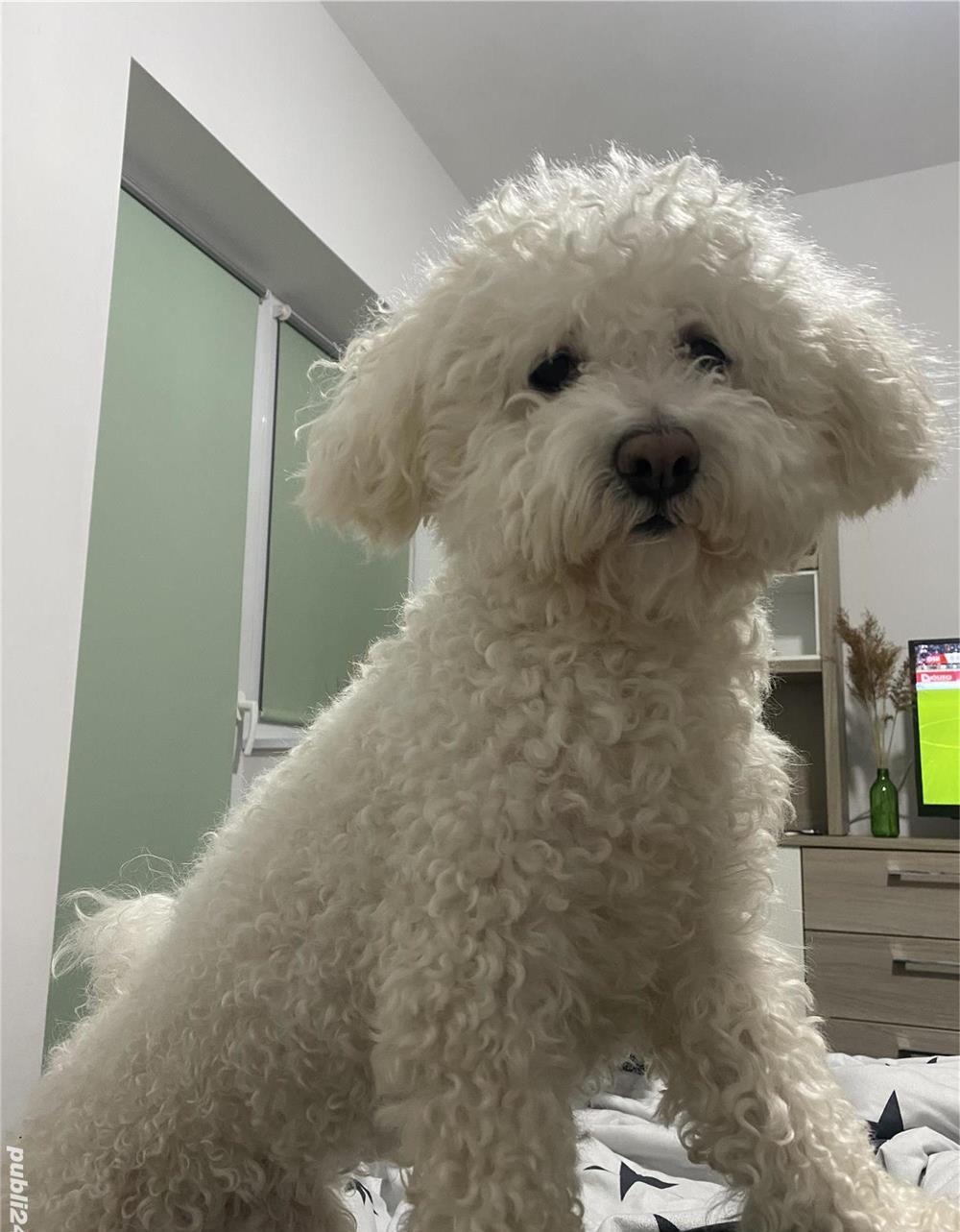 Monta Bichon Maltez mascul