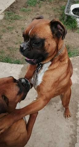Montă boxer german