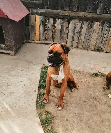 Montă boxer german