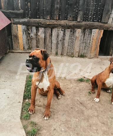 Montă boxer german