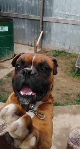 Montă boxer german