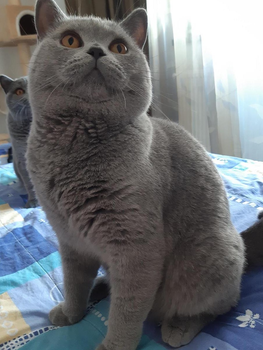Montă British-Shorthair