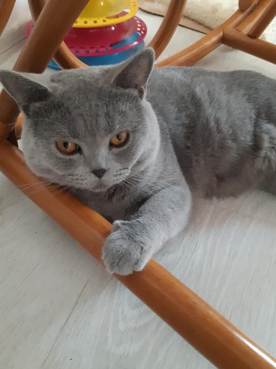 Montă British-Shorthair