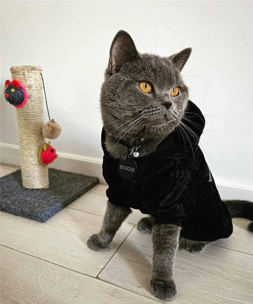 Montă British-Shorthair