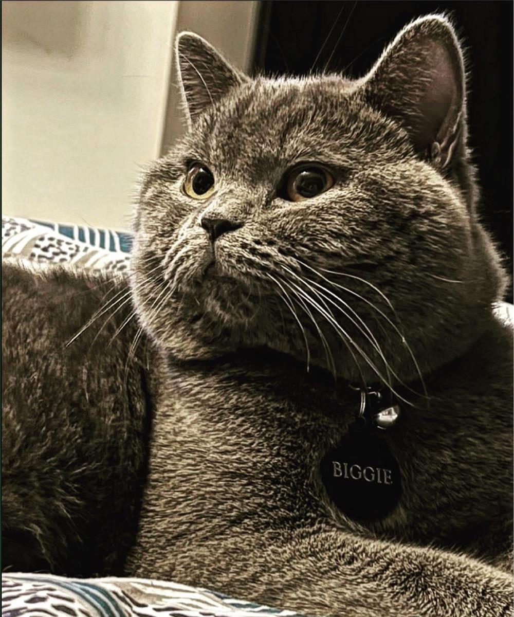 Montă British-Shorthair