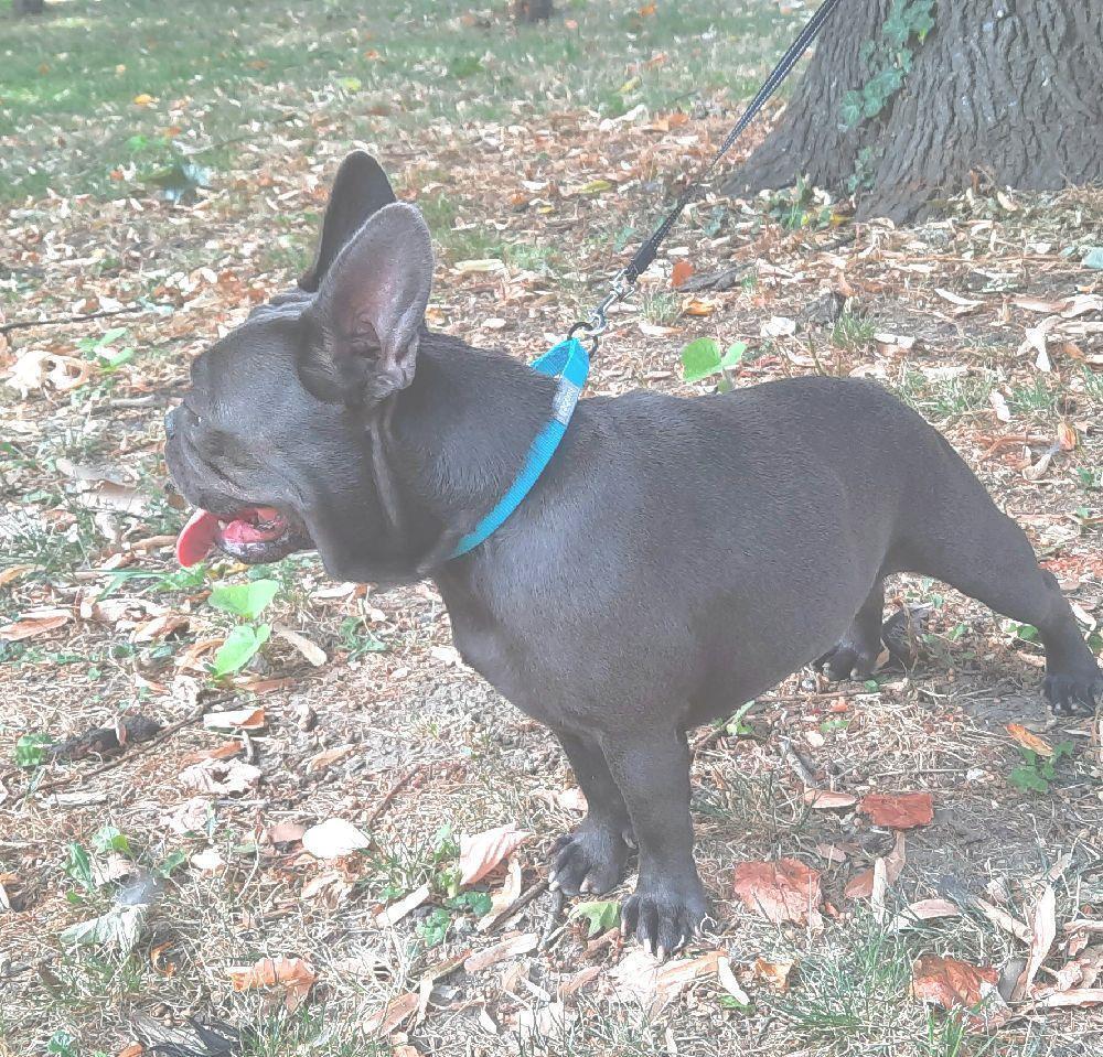 Monta bullbog francez  blue