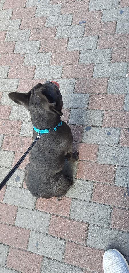 Monta bullbog francez  blue