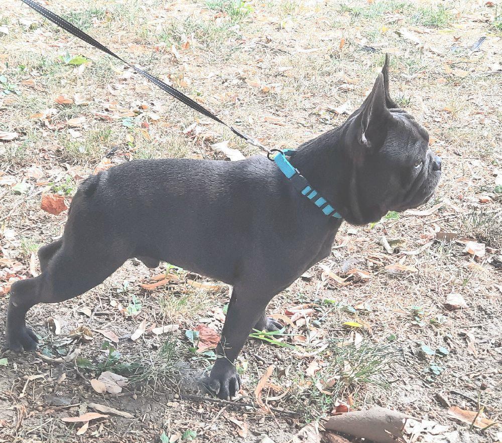 Monta bullbog francez  blue