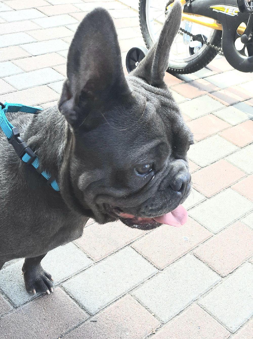 Monta bullbog francez  blue
