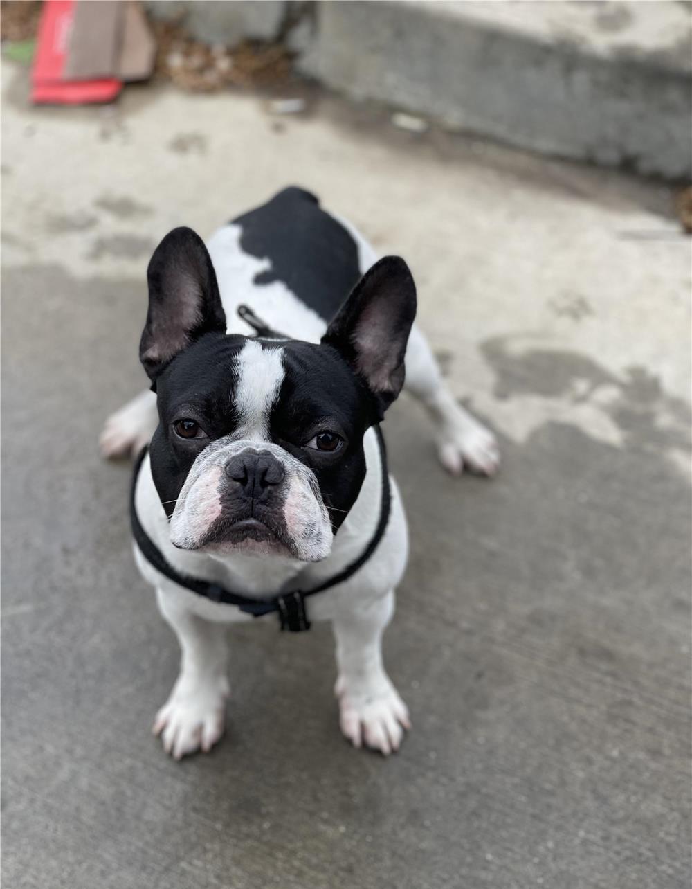 Monta Bulldog francez