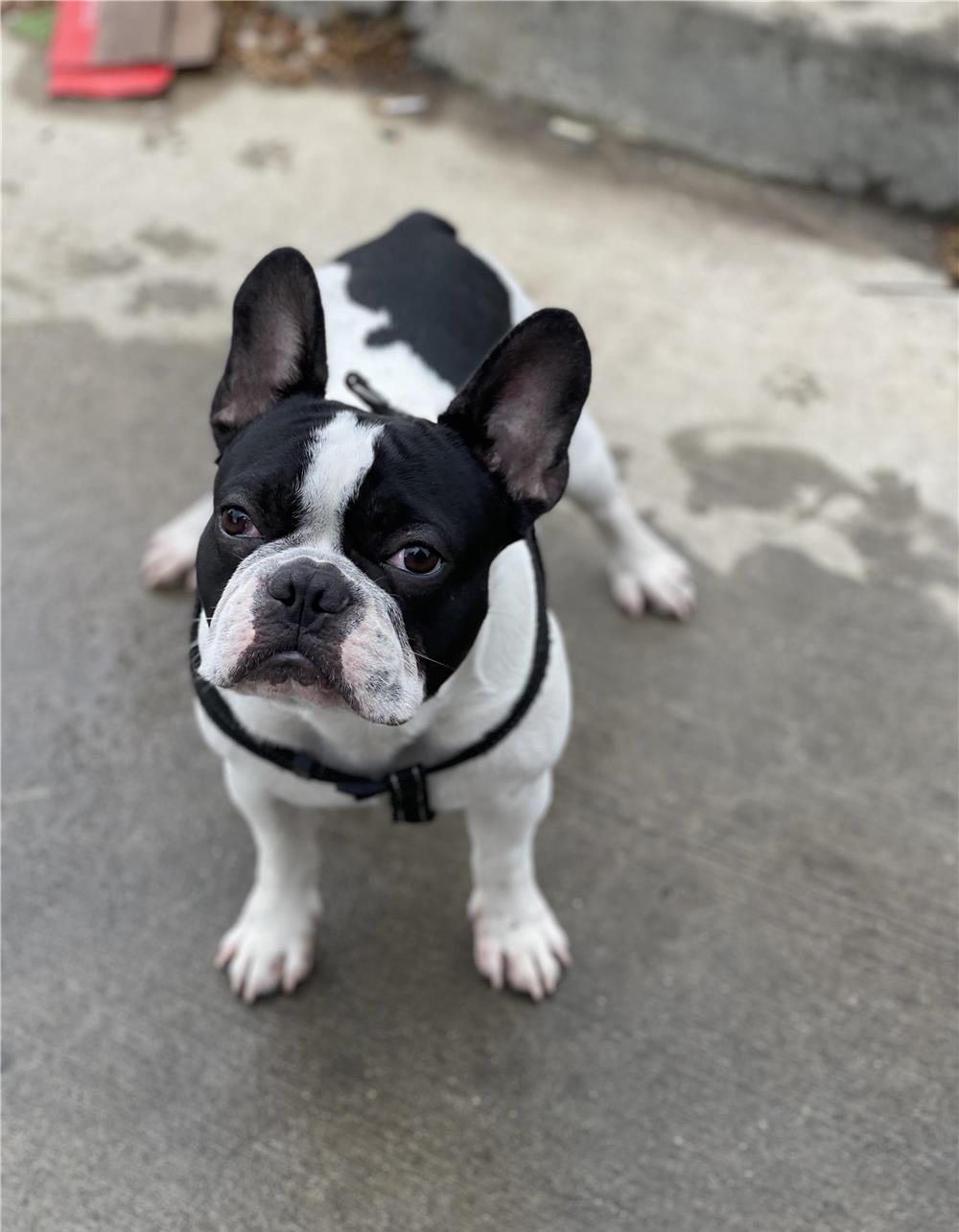 Monta Bulldog francez
