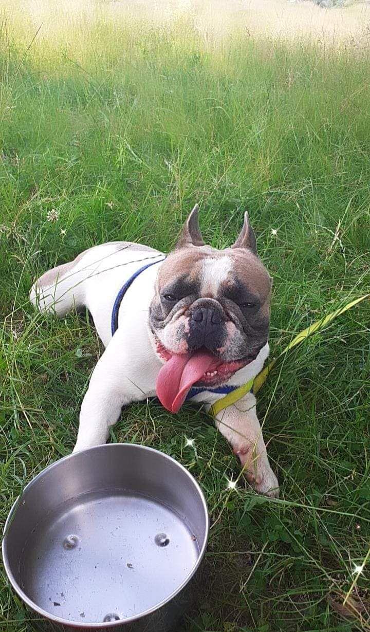 Monta Bulldog francez