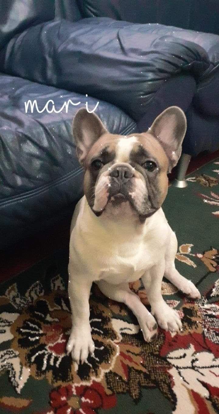 Monta Bulldog francez