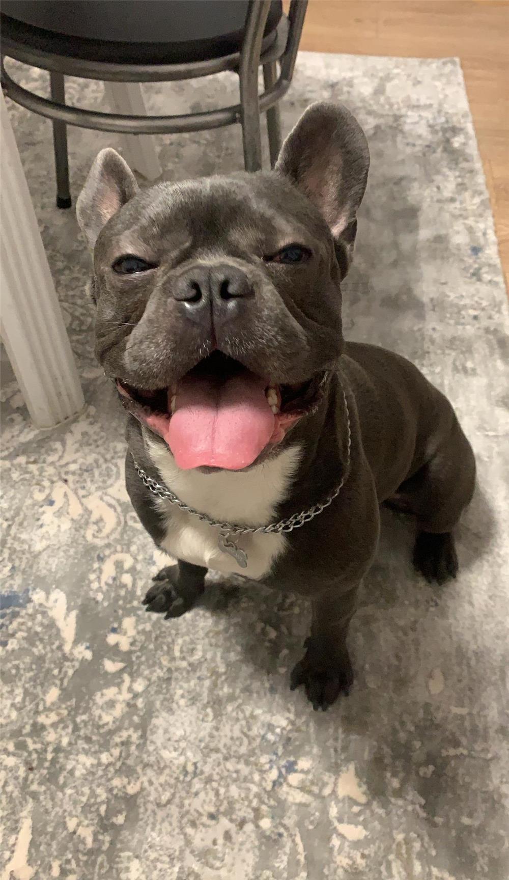 Monta bulldog francez blue