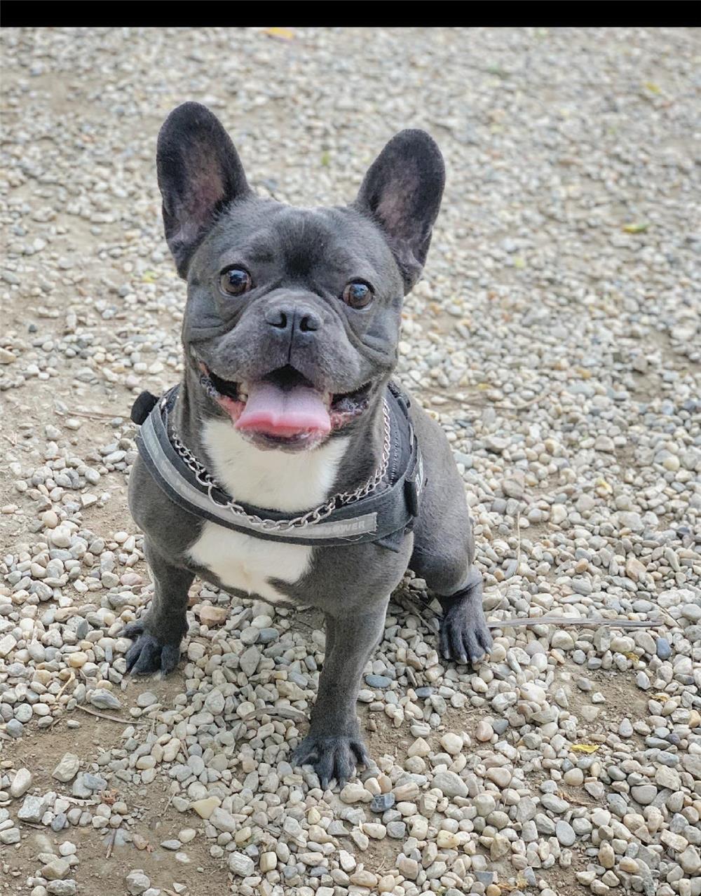 Monta bulldog francez blue