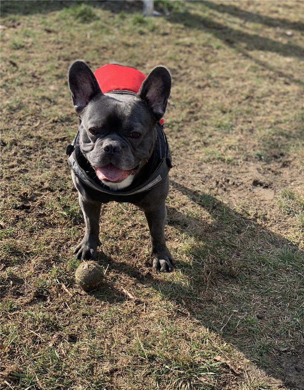 Monta bulldog francez blue
