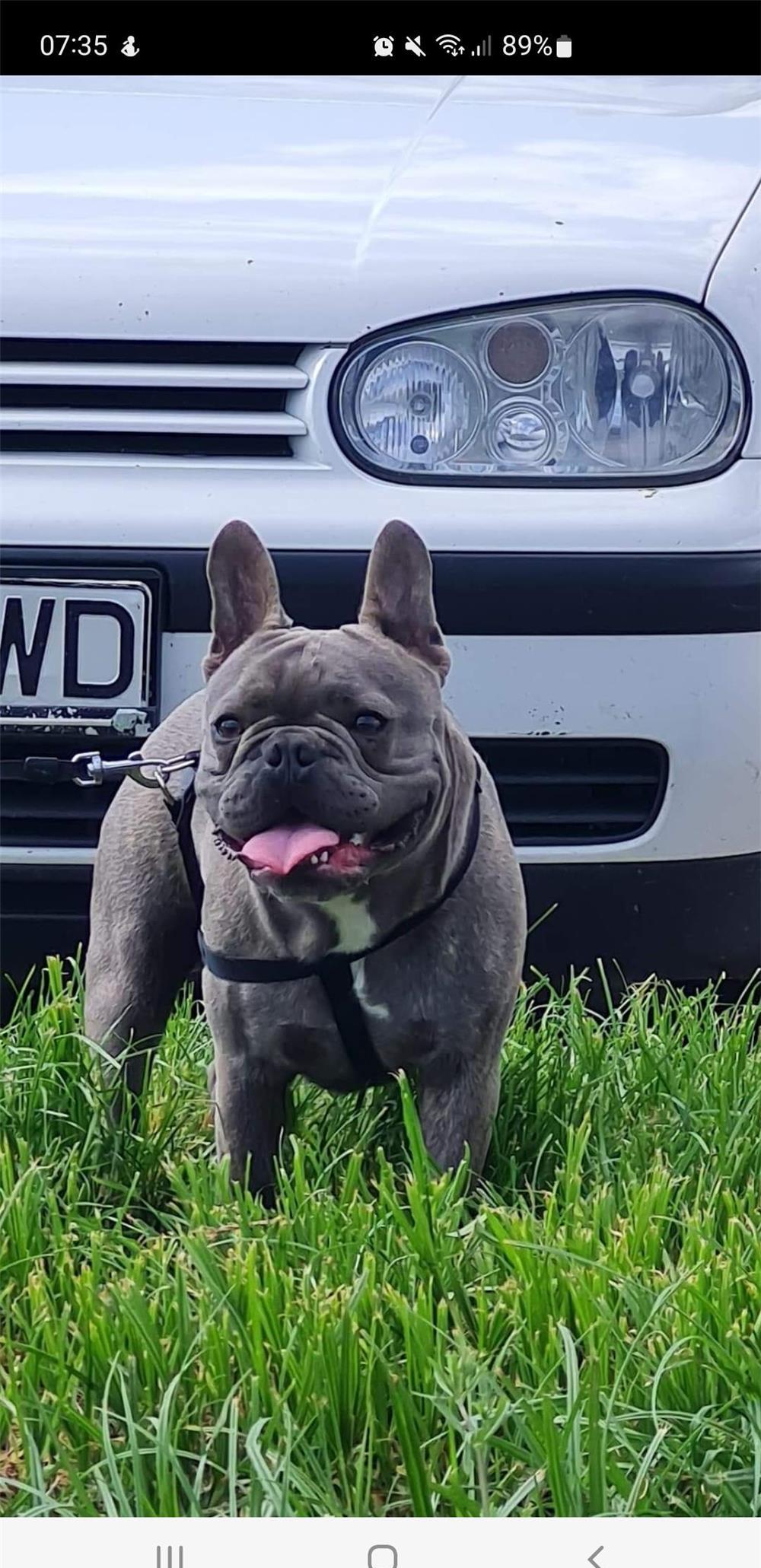 Monta Bulldog francez mascul
