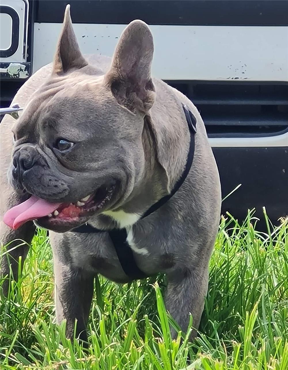 Monta Bulldog francez mascul