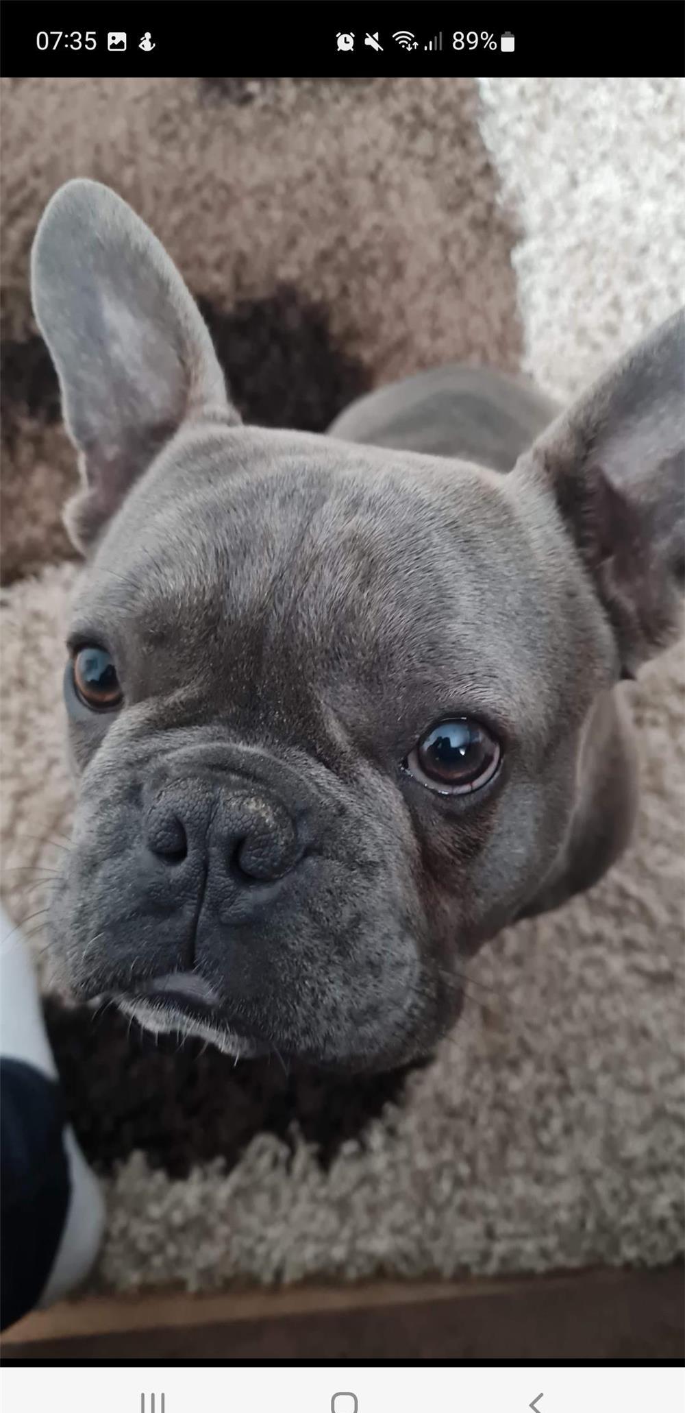 Monta Bulldog francez mascul