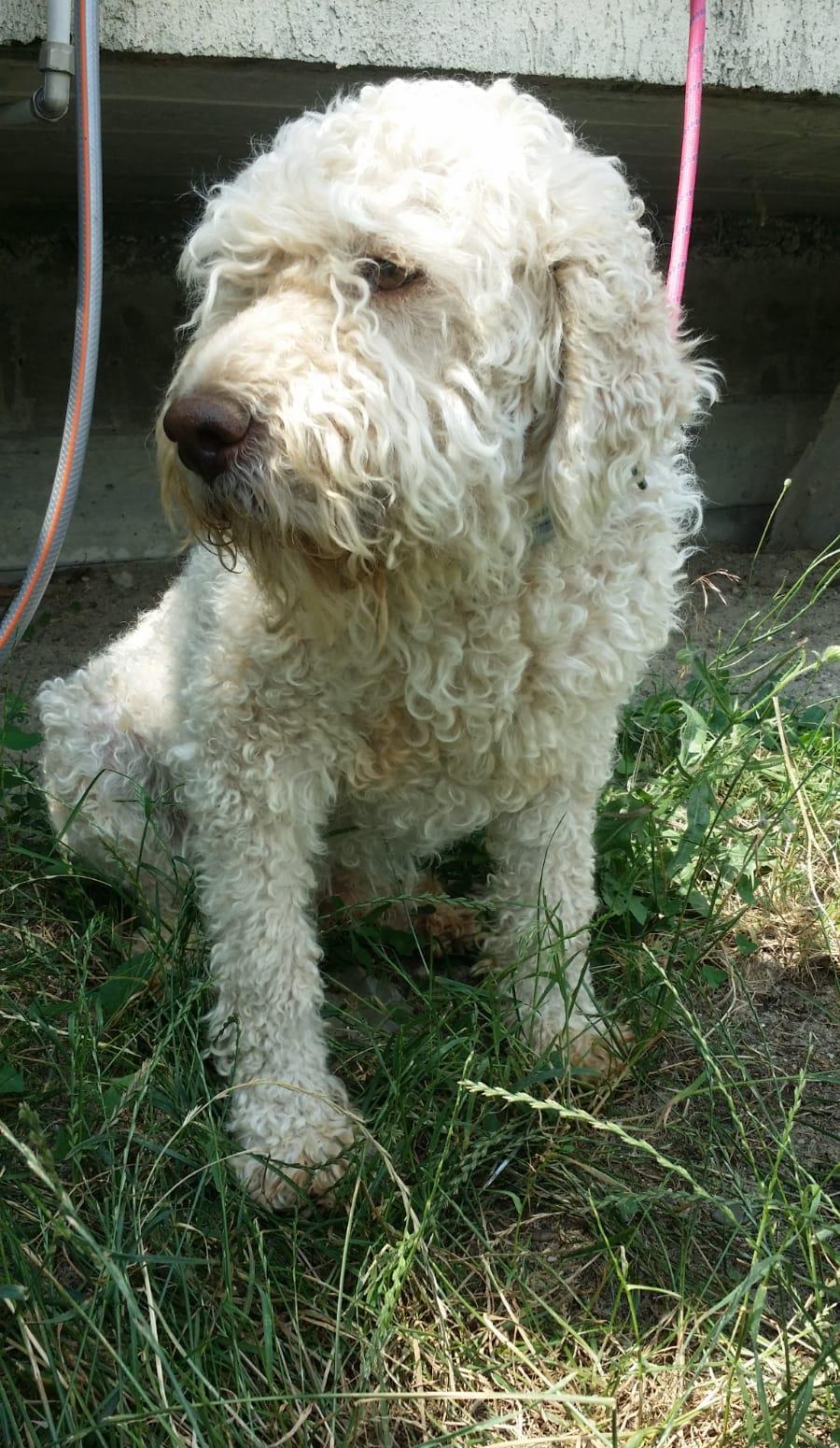 monta caine mascul rasa lagotto