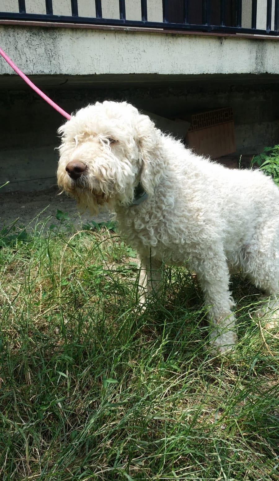 monta caine mascul rasa lagotto