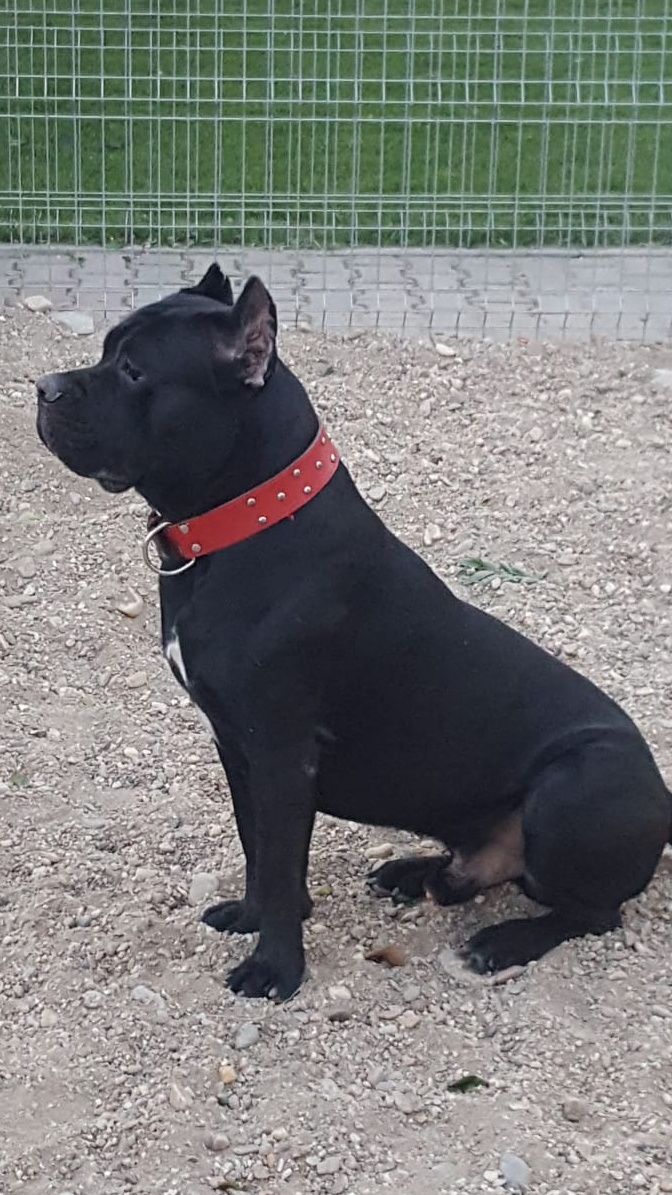 Monta Cane Corso