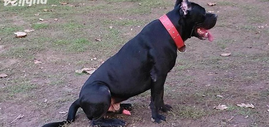 Monta Cane Corso