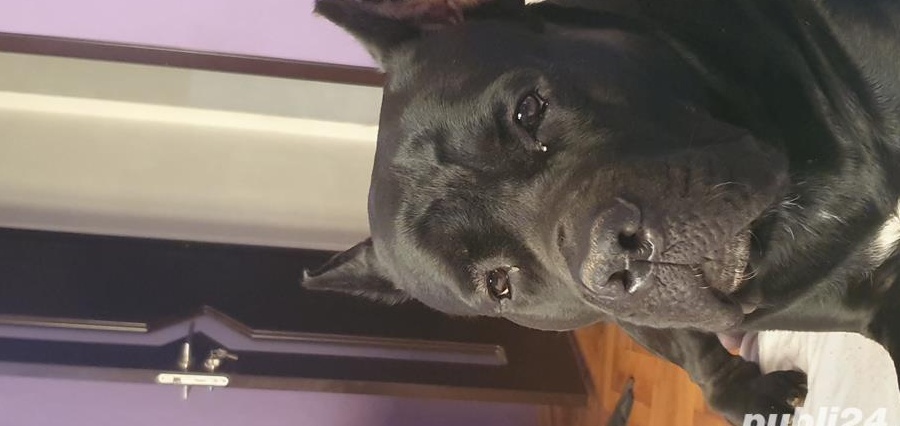 Monta Cane Corso